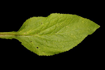 Foxglove (Digitalis purpurea). Leaf Closeup