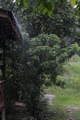 LLuvia en la selva, Taman Negara