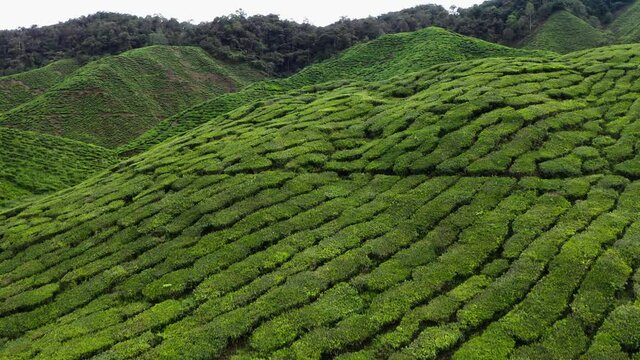 Aerial view of beautiful green tea plantations,terraces in Cameron Highlands Malaysia. August 2019