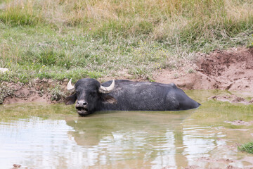 A Water Buffalo cooling off in a pond on a hot day. Water Buffalo are indigenous to India, Southeast Asia and China.