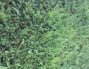 haie verte de thuyas ,conifères verts