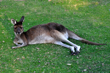 Grey Kangaroo resting