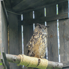 Great horned owl in a corner