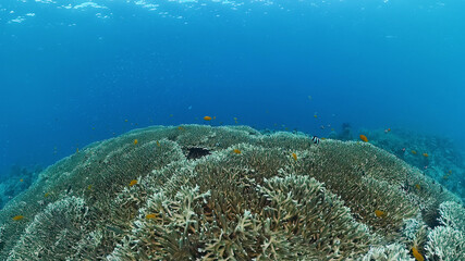 Coral reef underwater with tropical fish. Hard and soft corals, underwater landscape. Travel vacation concept. Panglao, Bohol, Philippines.