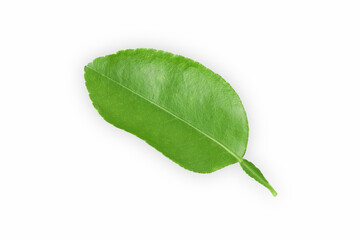 Lemon leaves green isolated on white background with Clipping Path.