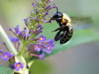 Black and yellow bumblebee pollenating a purple butterfly bush flower bloom with its wings buzzing.  Insect wildlife in nature.