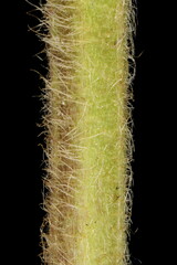 Eastern Avens (Geum aleppicum). Stem Closeup