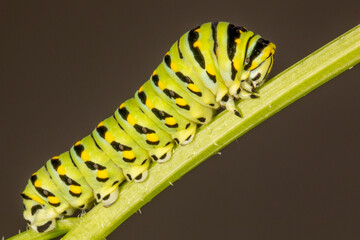 Black Swallowtail Butterfly (Papilio polyxenes)larva on a Carrot plant