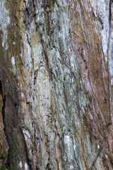 texture of old bark