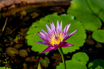 pink lotus flower which is infested by honey bees
