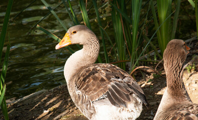 wild duck in the lake