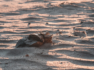 sand dunes tree log