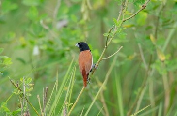 A Little Wild Bird On The Branch Of The Tree in natural habitat .
