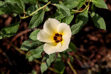 politician's flower with yellow petals