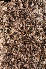 texture of wood