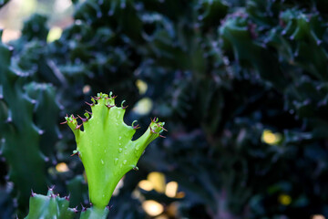 water drops on a cactus leaf