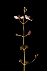 Arrowhead (Sagittaria sagittifolia). Inflorescence Closeup