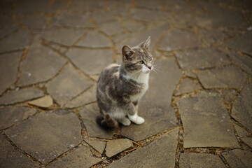 Cute ash cat sitting on the tiled floor outdors.