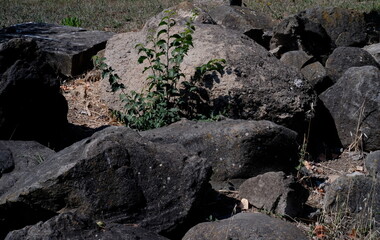 Piante che cresce tra le rovine di Roma