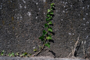 Edera su di un muro