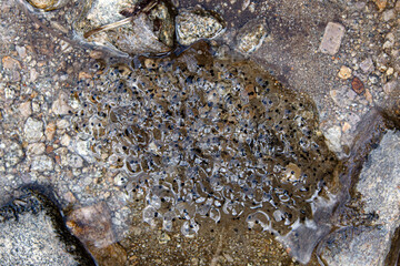 Top view of the ground with winter ice melting, and water bubbles in the mud and grass, muddy ground texture.