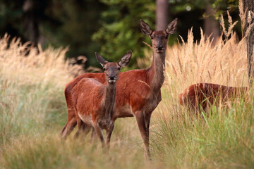 Obraz premium Deer on the road in the woods