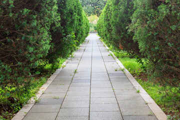 The empty flagstones sidewalk with Coniferous shrub around in the park
