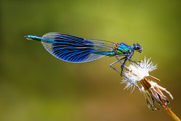 Blauer Flugkünstler © Dorographie
