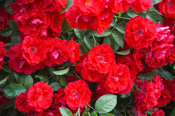 Red garden rose bush.