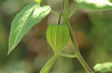 Physalis peruviana in the garden