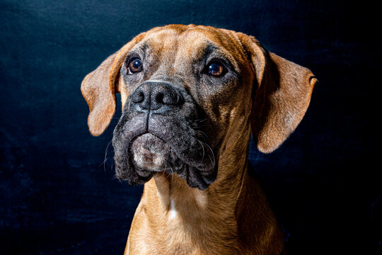 boxer