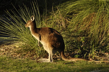 Obraz na płótnie Canvas Cute Western Grey Kangaroo