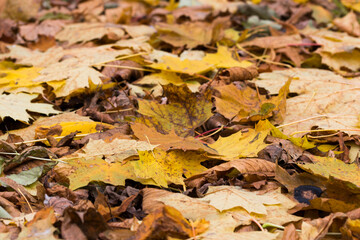 Colorful trees in a park. Autumn in the park.