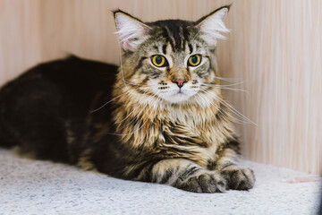 Closed up of black brown Maine Coon kitten lying on  floor