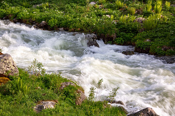 strong flowing creek in foggy autumn and greenery around