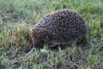 Hedgehog on a lawn of mowed grass