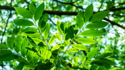 Fototapeta na wymiar The leaves that are shining in the morning At the park