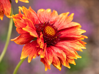 Closeup of a beautiful orange and yellow Gaillardia x grandiflora flower in a garden
