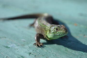 lizard on a tree
