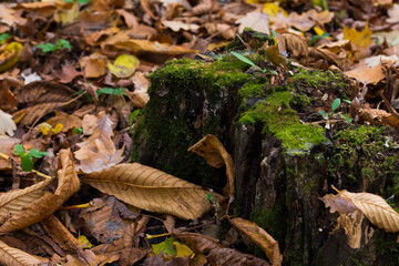 Naklejka premium Moss-covered tree stump.