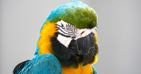 Vibrant Macaw parrot head isolated on gray background.