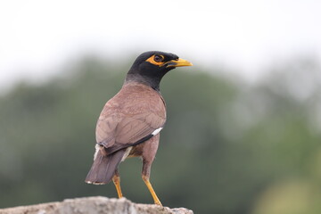
Description
DescriptionThe common myna or Indian myna, sometimes spelled mynah, is a member of the...
