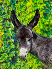 Portrait of black cute baby donkey isolated green leaf background