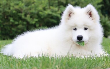 Curious white samoyed dog