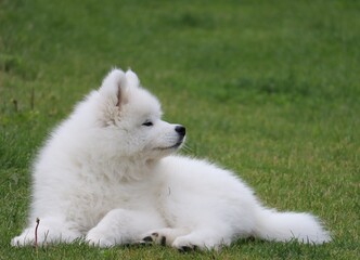 White Samoyed dog on grass