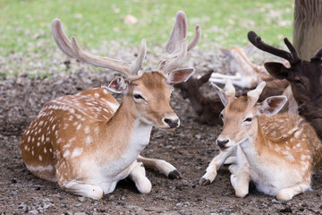 A group of Fallow Deer laying in the dirt. Their antlers are in velvet. Fallow deer are native to Europe.