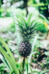 Closeup of organic pineapple plant bearing fruit. Selective focus. Copy space.  Portrait orientation. 