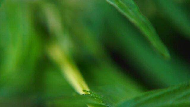 Adult marijuana plant in bloom. Observation of the growth of cannabis in the laboratory. CBD product manufacturing. The process of pollen formation.