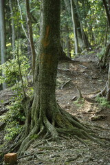 京都桂＆御所20150511