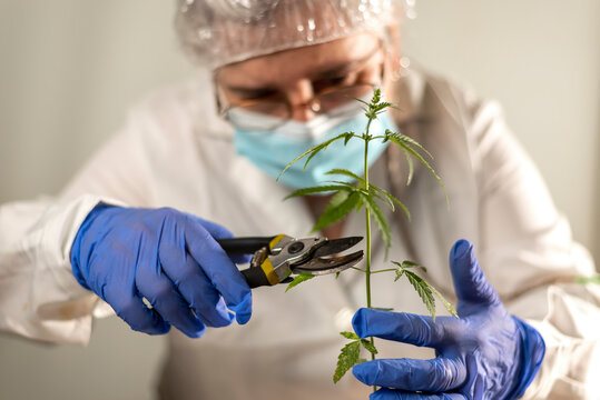 Portrait of scientist with mask and gloves analyzing hemp plant in a laboratory. Alternative medicine concept.
